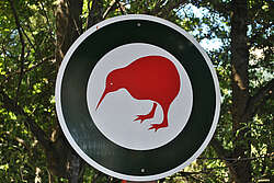 Kiwi