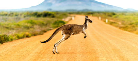 Auslandsjahr Australien Kosten 