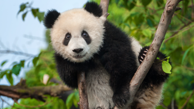 Lerne über die Tiere in China mit dem iSt Reiseführer