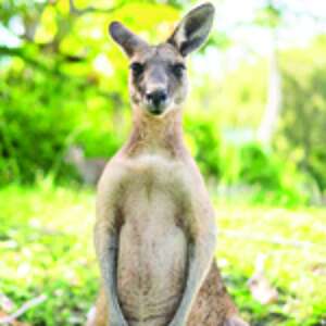 Kängaroo in Australien Kängaroo Australien Wald