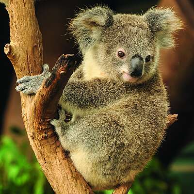 Lerne über die Tiere in Australien mit dem iSt Reiseführer 