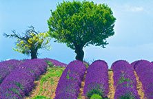 Work & Travel in Frankreich Genießen Sie den Lavendelduft, der in der Luft liegt, wenn Sie Ihr Work & Travel-Abenteuer in der französischen Provence verbringen.