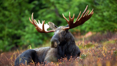 Lerne über die Tiere in Kanada mit dem iSt Reiseführer