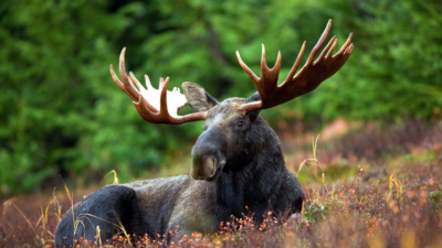 Lerne über die Tiere in Kanada mit dem iSt Reiseführer 