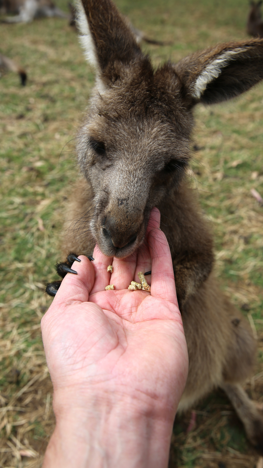 Australien Auslandsjahr mit iSt Sprachreisen
