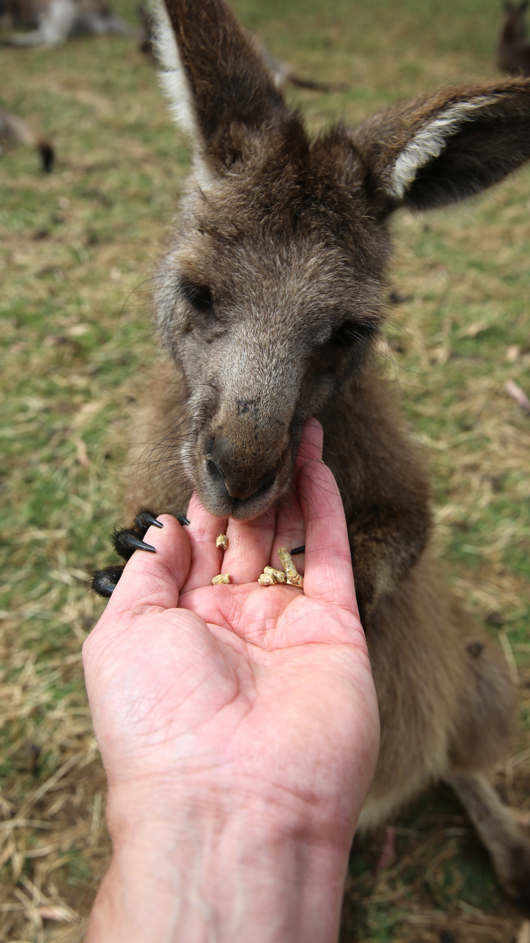 Australien Auslandsjahr mit iSt Sprachreisen 